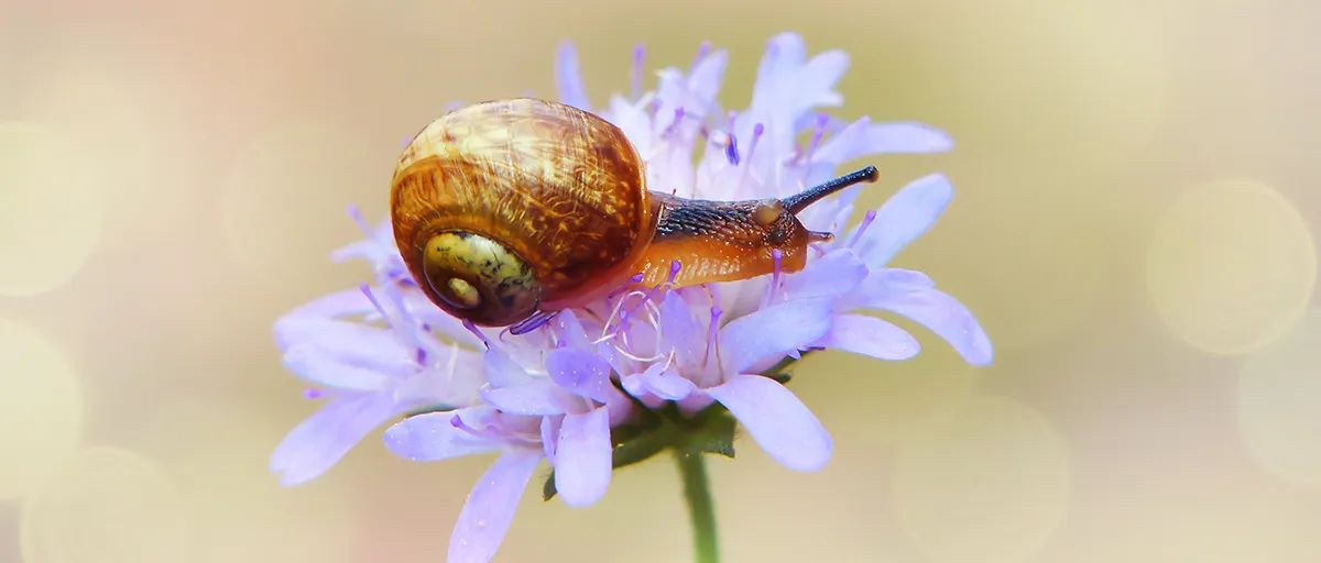 Searles Control Snails and Slugs Treatment